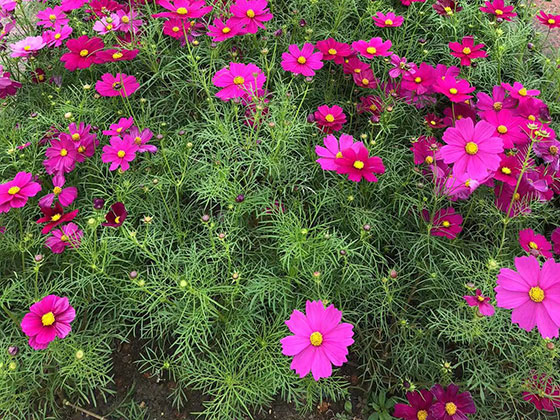 海丰县送恋人鲜花|绿化露台